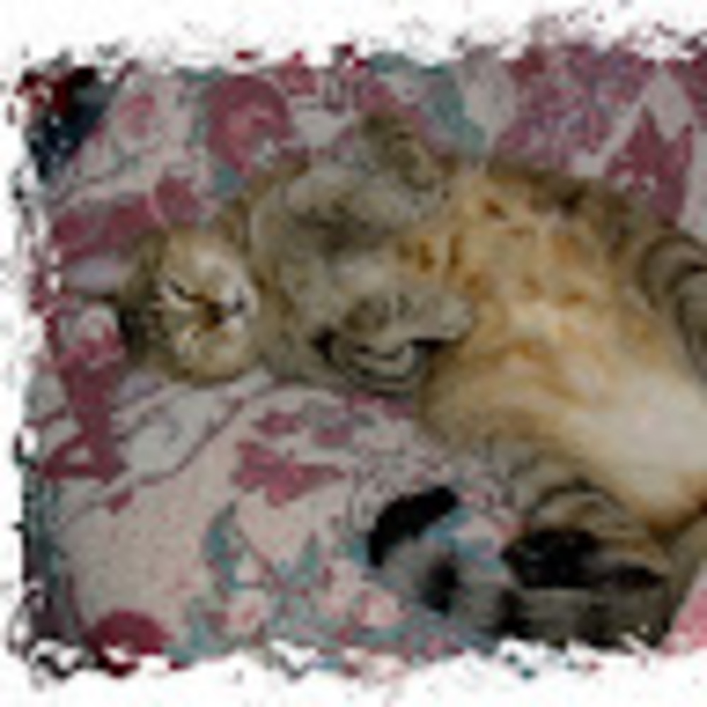 Meet your Posher, Kim